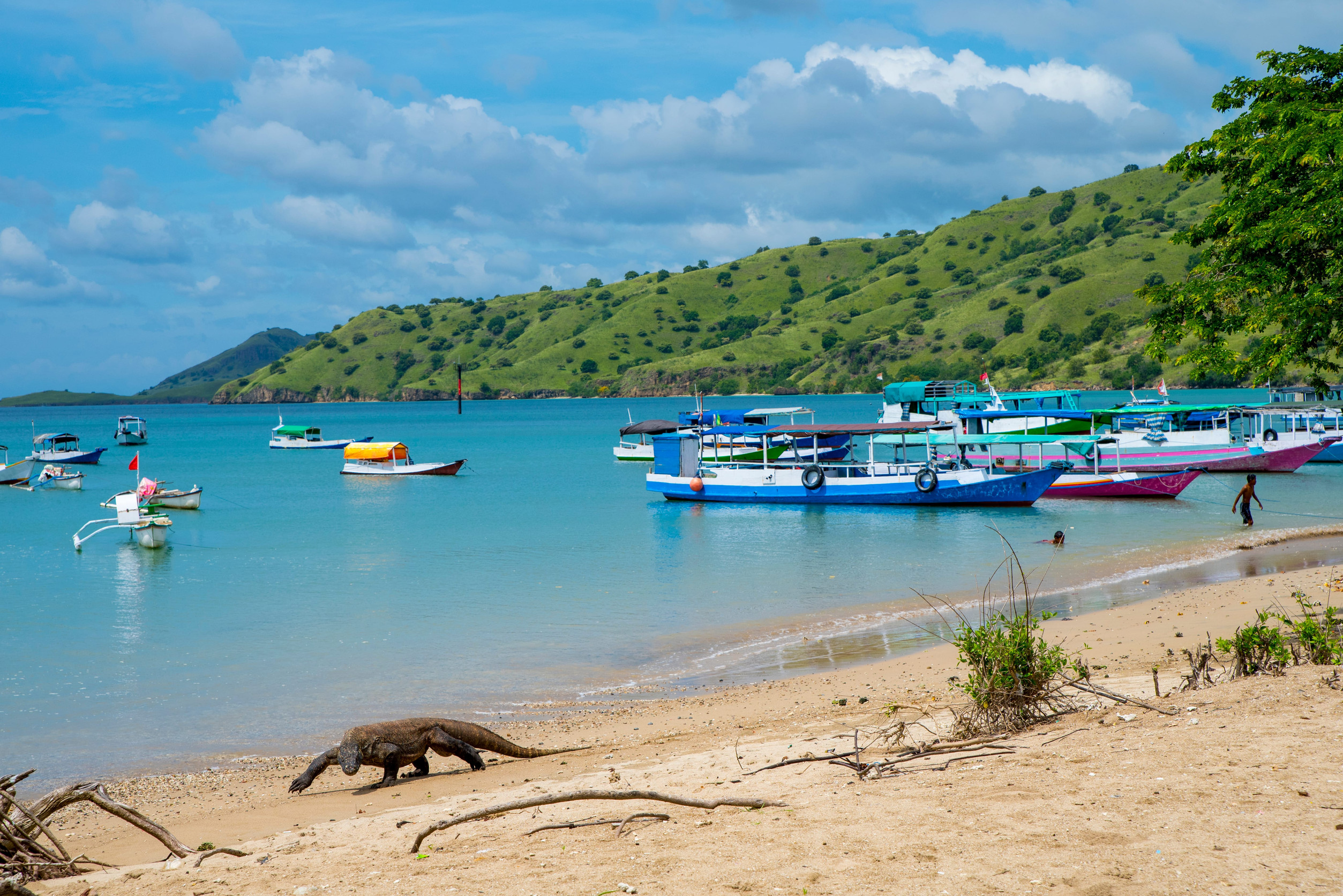 Komodo dragon walks the beach at Labuan Bajo, traditional boats moored in the bay
