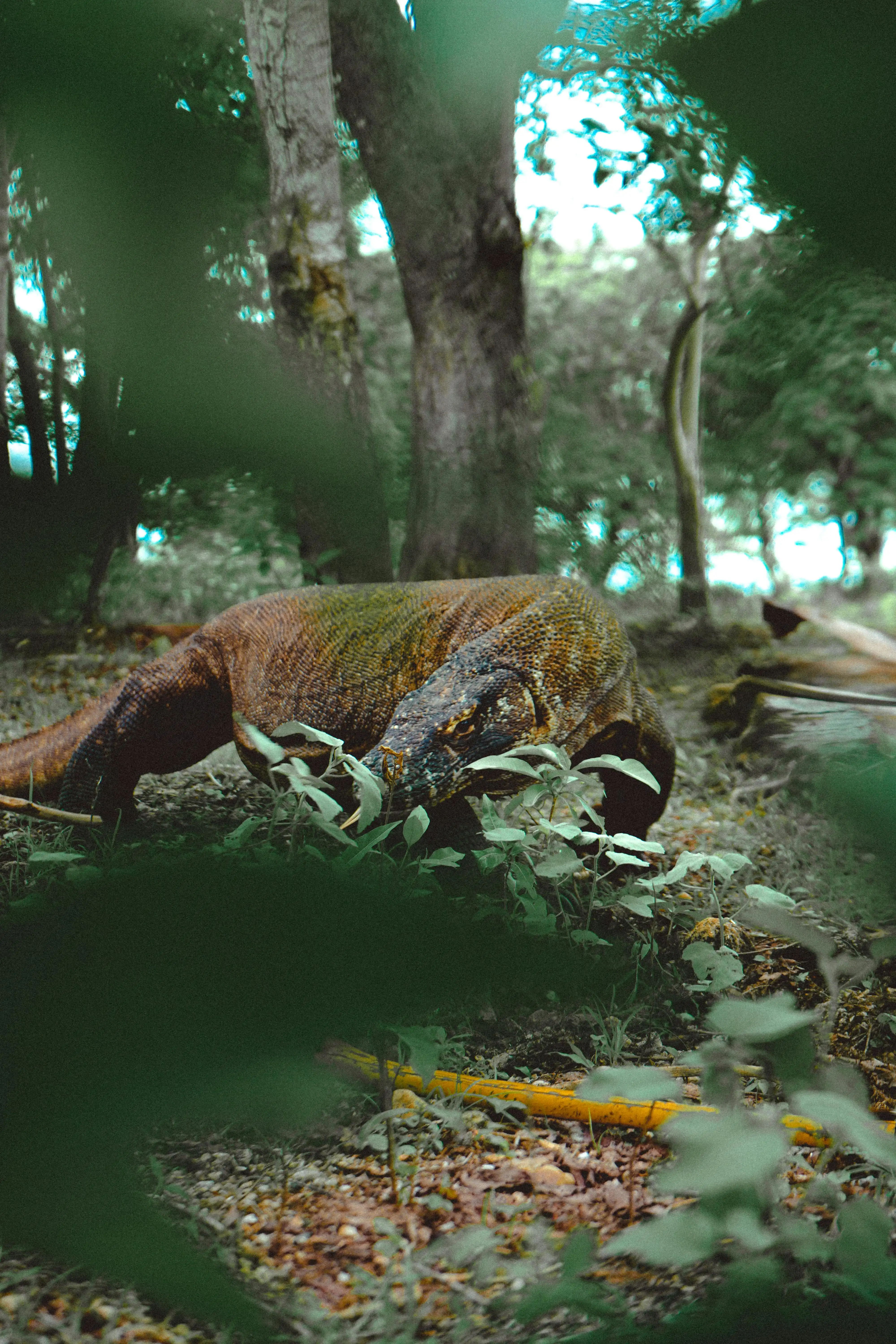 Full-body Komodo dragon moving through forest undergrowth on Rinca Island